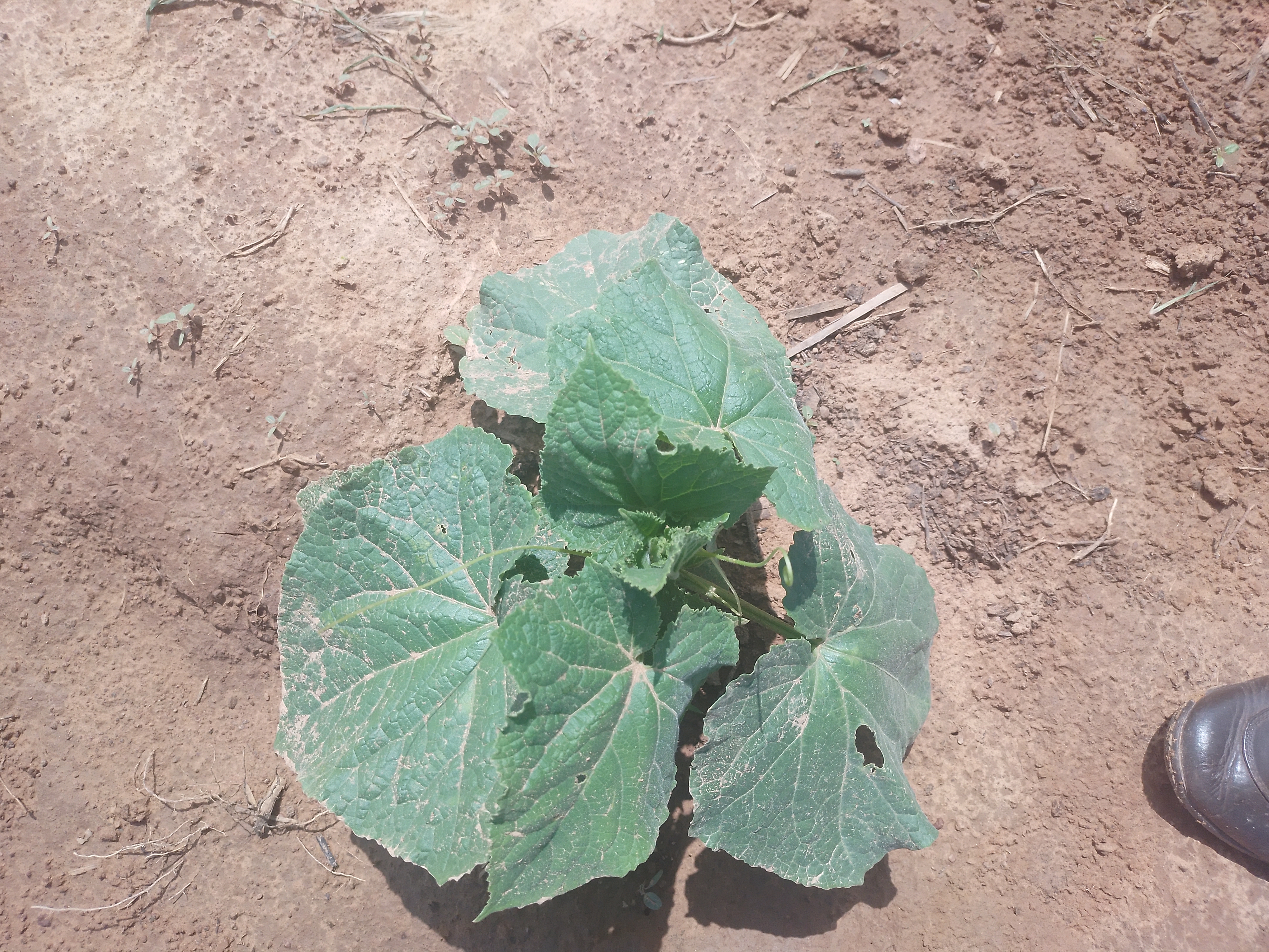 Photo de profil de Hamadi samba Ba